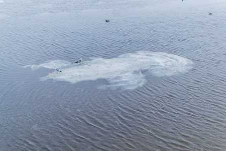 Two ivory gulls stands on a swiming white ice floe in a cold river with waves, ripples in cloudy weather. Winterの写真素材
