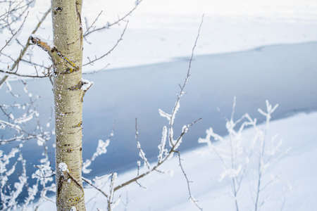 Aspen tree light trunk with branches in white snow flakes on the bank against the background of a blue river. Winter landscapeの写真素材