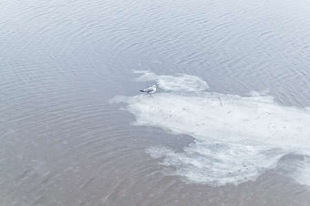 One ivory gull stands on a white ice floe that swims along a cold river with ripples in winter in cloudy weatherの写真素材