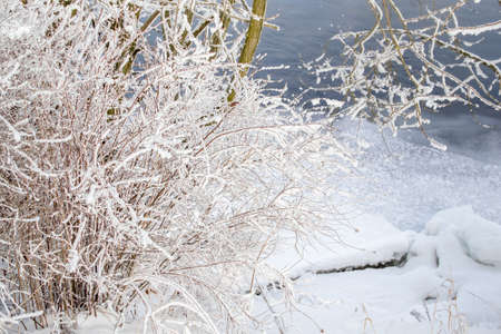 Bushes in white fluffy snow, blue river flows background. Winter bright sunny day. Shore with snowdriftsの写真素材
