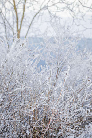 Winter north nature. Bushes with thin branches in fluffy white snow, trees, light blue river background.の写真素材