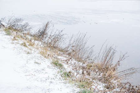 Dry high grass flowers on the bank covered white snow of river, lake. Winter. Cloudy day. Overcastの写真素材