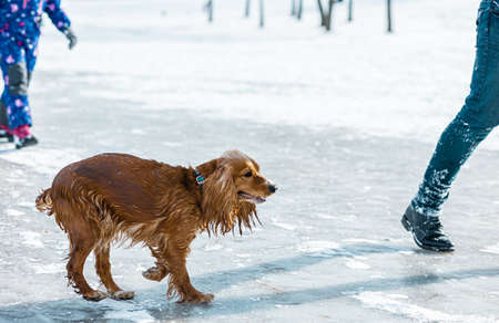 Wet golden spaniel after swimming in cold water walk near peoples in winter on snowy shore. Concept of negligence and inattention of pet owners in natureの写真素材