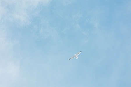 Small Ivory gull flies in the blue light cloudy sky. Minimalistic photo. Backgroundの写真素材