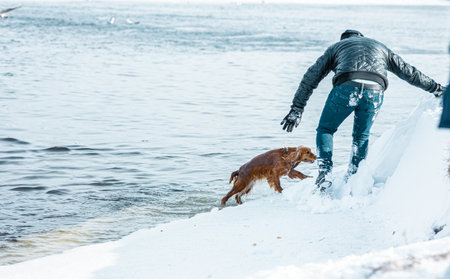 The golden spaniel jumps out of the cold water of a river in winter near the shore where a person catches it. The concept of negligence and carelessness of pet owners in natureの写真素材