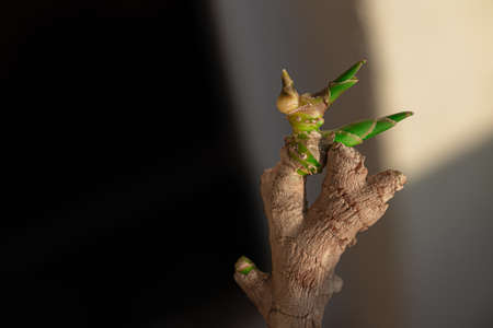 dry wrinkled ginger root sprouted in small green sprouts against a warm bokeh background. Close-up....