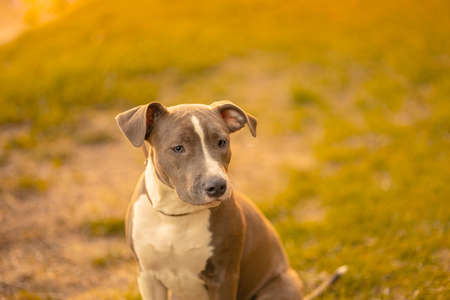 A mixed breed sad dog of gray and white color with drooping ears in a collar sitting on the green grass outside, in the street in the light of the sun, at sunset looking for the owner. Concept the dog is lostの写真素材