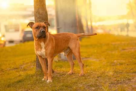 A light brown male dog mixed breed pitbull with dark nose and drooping ears stands on green grass between trees near a road with cars and a path. Pet waiting, looking for the owner concept. Sunset backgroundの写真素材