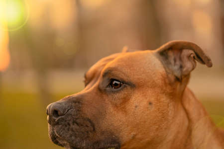 Portrait of a brown male dog mixed breed with dark nose and drooping ears looks in the left. Pet waiting the owner concept. Close-up. Sunset warm light backgroundの写真素材