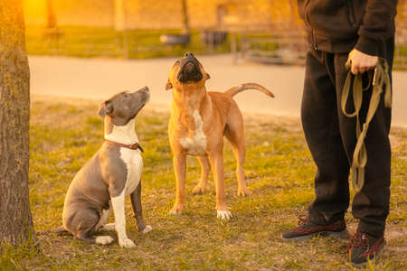 Two dogs mixed breed with drooping ears pitbulls brown male standing and bicolor white-gray sitting...