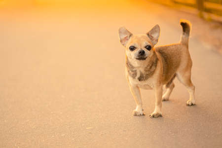 A small toy dog ââmale of mixed breed, light brown color standing on the asphalt path in the street in the warm light of sun. Walking happy pet conceptの写真素材