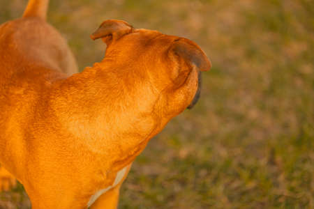 A red bright male dog pitbull with drooping ears stands and looks into the sunset, with his back, looking for the owner. Dog walking, lost dog concept. Bright golden red hair. Close-up. Back viewの写真素材