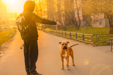 A brown dog pitbull with a black nose and drooping ears stands and don't looking at the owner man in...
