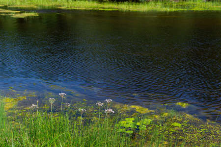 An algal bloom, the water in the river, pond bloomed, the appearance of a lot of green algae, grass, water lilies, flowers, summer sunny dayの写真素材