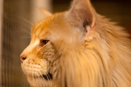 Beautiful light red golden fluffy muzzle of a Maine Coon cat with a big mane, in a cage behind bars,...
