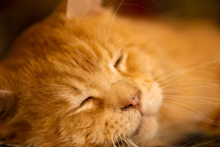 Beautiful red fluffy purebred Maine Coon cat sleeps, close-up, faceの写真素材