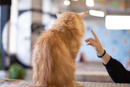 Human hand trying to touch a light red golden fluffy cat sitting in an animal exhibition, back view,...