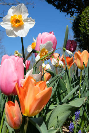 Spring flowers series, beautiful tulips with green leaves in the spring sunshine