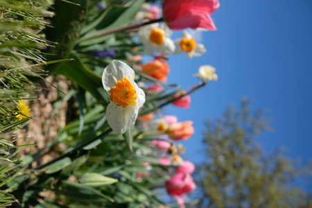 Daffodils and tulips in the garden in spring.