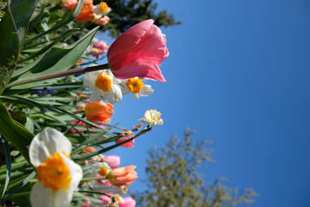 Tulips and daffodils in a garden on a sunny day