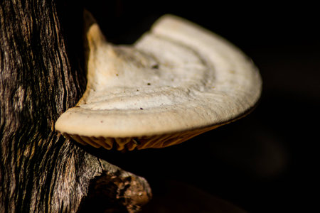 Mushrooms on Wooden