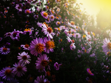 autumn flowers, golden autumn. Warm time before the cold weatherの写真素材