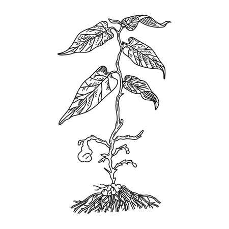 Snakeroot birthwort medical plant with root, vector illustration.のイラスト素材