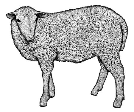 Hand drawn sheep, very detailedのイラスト素材