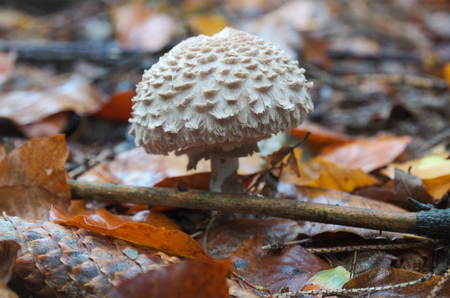 Shaggy parasol (Chlorophyllum rhacodes) seen from the side.の写真素材