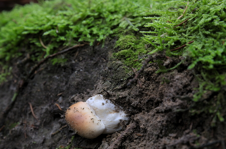 Mushroom growing upside down - Boletus edulis, cep, penny bun, porcino, porciniの写真素材