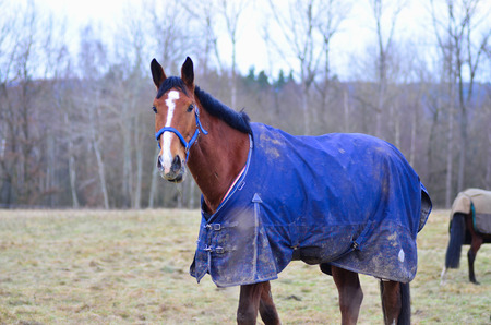 Horse Portrait, brown horse looking 