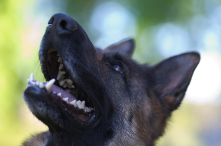 Portrait of beautiful Young Brown German Shepherd Dog Close Up. Alsatian Wolf Dog Or German Shepherd Dog On Green Grass Backgroundの写真素材