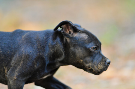 Walking staffordshire bull terrier dog, portrait photo