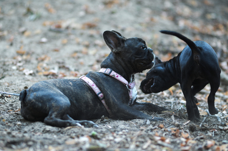 Staffordshire bull terrier bite french bulldog, action photoの写真素材