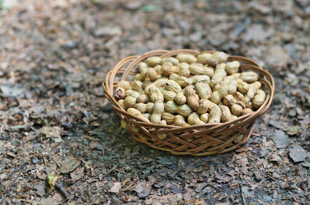 Peanuts in the nature, food theme