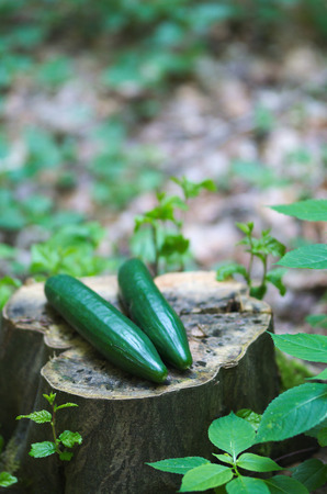 Ripe cucumber in the nature, vegetarian themeの写真素材