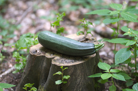 Ripe zucchini or courgette in the natureの写真素材