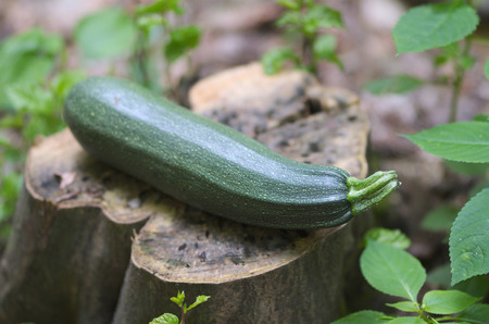Ripe zucchini or courgette in the natureの写真素材
