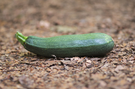 Ripe zucchini or courgette in the natureの写真素材