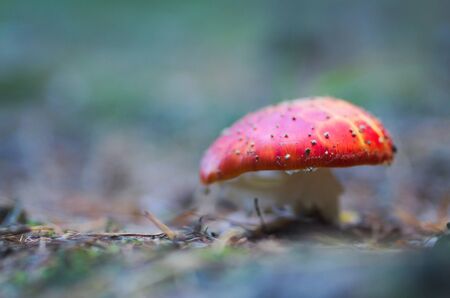 Amanita muscaria in the forest, fungusの写真素材
