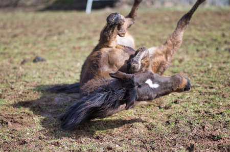 Thoroughbred Horse on the supine, action photoの写真素材