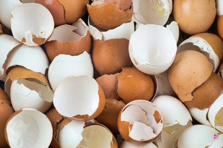 shell? of? an? eggs background.?