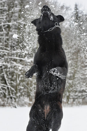 Jumping german shepherd, in winter and snowの写真素材
