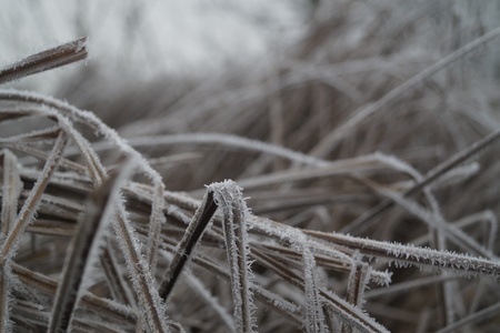 Frozen grassの写真素材