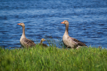 Geese Familyの写真素材