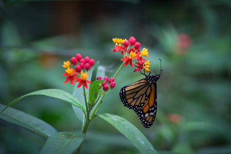 Butterfly on flowerの写真素材