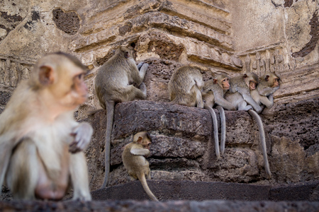 monkey family