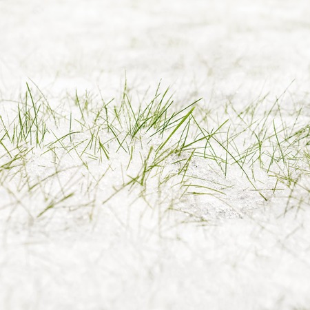 Springtime on the field. First snow lying on green grass.の写真素材