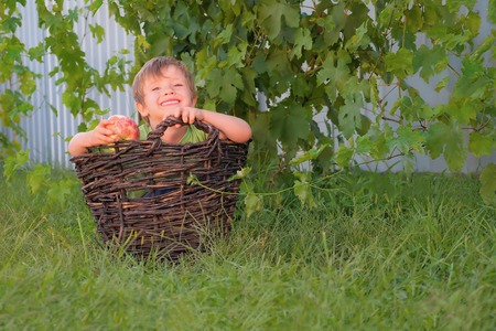 Boy with an apple in hand sitting in the basket on green grass. Smiling kid in the basket with grape vine on background. Summer games background. Children having fun outdoor. Leisure activitiesの写真素材