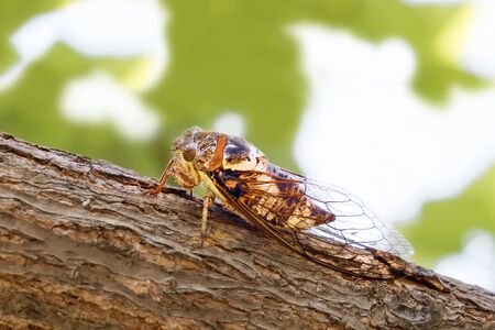 Cicadidae insect. Singing cicada. Cicadoidea insect. Eukaryota Animalia Arthropoda Tracheata Hexapoda Insecta Insecta biology. Traveling concept Australian insects. Biodiversity concept.の写真素材